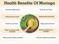 20+ White  Moringa / Sohanjna Tree Plant Flower Seeds - High Germination Rate. 