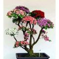 Rainbow Azalea Plant Seeds. 
