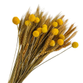 FEER 100P rie Wheat tk ecr & 15 t w Bi B , Autu F Fw ecrat. 