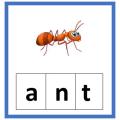 Three Letter Words Flashcards. 
