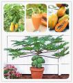 Bonsai Papaya Tree Seeds. 