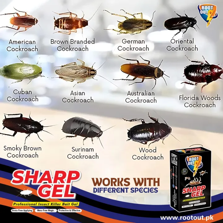 Cockroach%20Pest%20Control%20Solution%20-%20pack%20of%204%20-%20Cockroach%20killer%20Gel%20-%20Pakistan%E2%80%99s%20Best%20cockroach%20killer%20gel%20-%20Kills%20100%25%20Insects%20-%20Sharp%20Action%20Formula%20By%20Rootout%20-%20Image%208