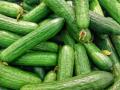 50Pcs Cucumber plants Seeds. 