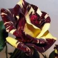 Black Dragon Rose Flower Seeds. 