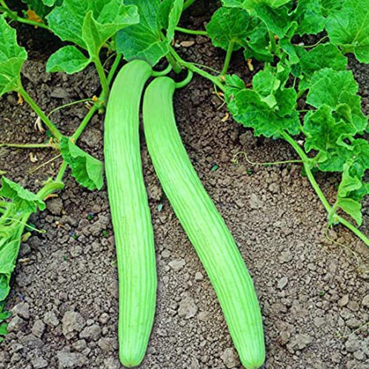 Tar / Kakri (Armenian Cucumber) Seeds - Summer Vegetable Seeds