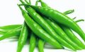 Summer Vegetables and Fruits Seeds with Gift Seeds. 
