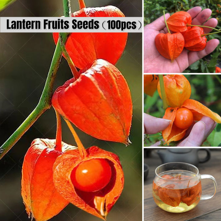 100pcs High Germination Red Lantern Fruits Seeds Easy To Grow In Malaysia Delicious Physalis Fruit Seeds for Planting Organic Cape Gooseberry Benih Pokok Buah Air Plant Seeds Bonsai Tree Live Plant Real Plant Flower Seeds Vegetable Fruits Plant Seeds