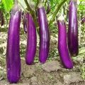 Brinjal Long Purple Seeds F1 Hybrid Seeds. 