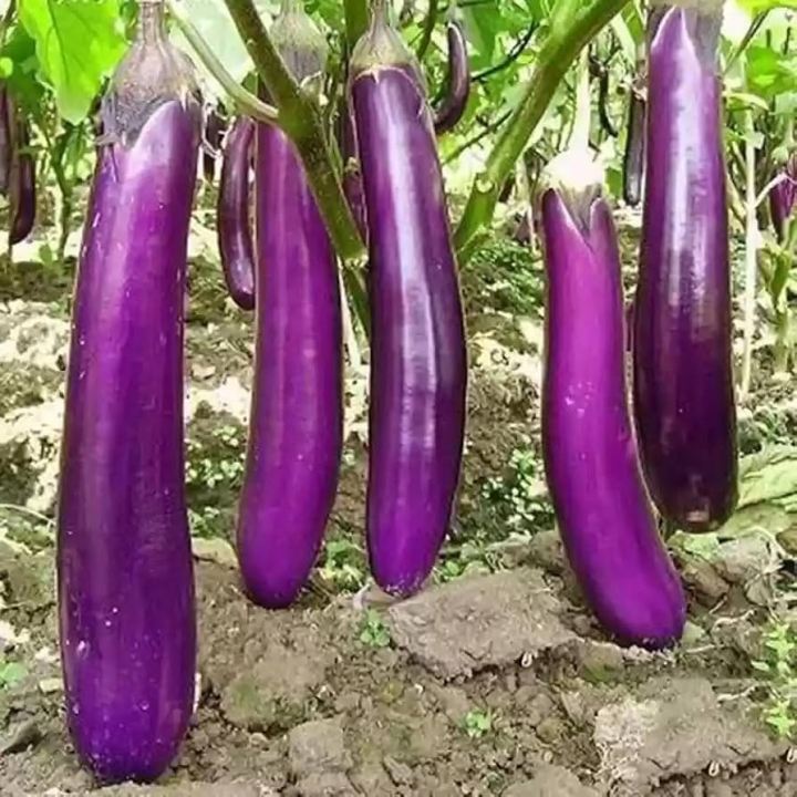 Brinjal%20Long%20Purple%20Seeds%20F1%20Hybrid%20Seeds%20-%20Image%202