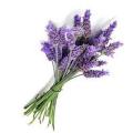 Lavender Seeds ( Herbs Seeds). 