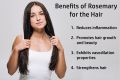 Rosemary Dried Leaves 30g | for Hair Growth | Herb Tea | Cooking (100%) Organic. 