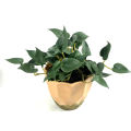 Plant Non-fading Hydrocotyle Vulgaris Plant. 