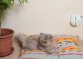 Air Purifier PURIPOD Best Direct, As Seen on TV, Silent, For Clean and Fresh Air, Against Pollen Dust Allergens  Portable Purifiers for, Pet Dander, Hay Fever, Cooking Smell. 