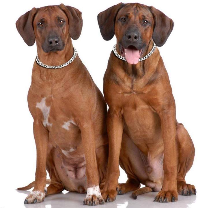 CHK30%20Pet%20Choke%20chain%2030%20inch%20Dog%20Choke%20Collar%20Slip%20P%20Chain%20Heavy%20Chain%20Dog%20Titan%20Training%20Choke%20Collars%20Adjustable%20Stainless%20Steel%20Chain%20Dog%20Collars%20Covered%20with%20Galvanic%20Plating%20Best%20for%20Medium%20Large%20Dogs%20-%20Image%205