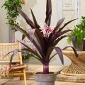 Asiatica Purple Crinum Lily Plant. 