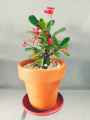 Decoration pack of 5 Round crown pot  6 x 6 inch. 