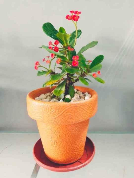 Decoration%20pack%20of%205%20Round%20crown%20pot%20%206%20x%206%20inch%20-%20Image%208