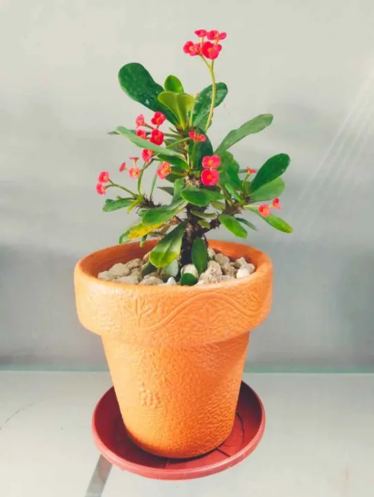 Decoration%20pack%20of%205%20Round%20crown%20pot%20%206%20x%206%20inch%20-%20Image%208