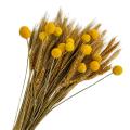 FEER 100P rie Wheat tk ecr & 15 t w Bi B , Autu F Fw ecrat. 