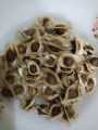 Moringa Seeds 25 Seeds, Suhanjana Plant Seeds, Magical plant. 
