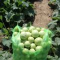Apple Gourd/Round Gourd Seeds  (Tindion Ke Beej)(ٹینڈیوں کا بیج)Hybrid/Germinated/Best Quality/Fast growing/Excellent Germination/High Quality/Healthy Vegetable Seeds/Vegetable/Home/Kitchen/Gardening seeds/beej/Vegetables Seeds Packet. 