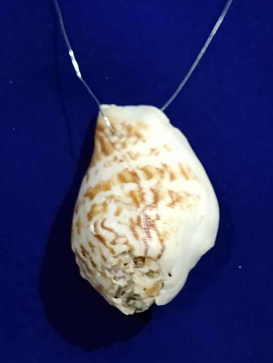 Natural%20Sea%20Shell%20Charms%20from%20Seek%20for%20Style%20%E2%80%93%20Assorted%20Designs%20for%20Jewelry%20&%20Crafts%20(Drilled)%20%7C%20Home%20Decor%20Aquarium%20Decorations%20-%20Image%206