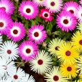 Mesembryanthemum / Mesembry – Mixed Color Flower Seeds. 