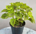 Original coleus plant small. 