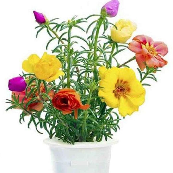 Moss%20Rose%20Plant%2010%20Cutting%20-%20Image%202