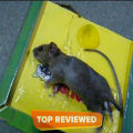 Reusable Expert Catch Mouse & Rat Glue Catch Trap !. 