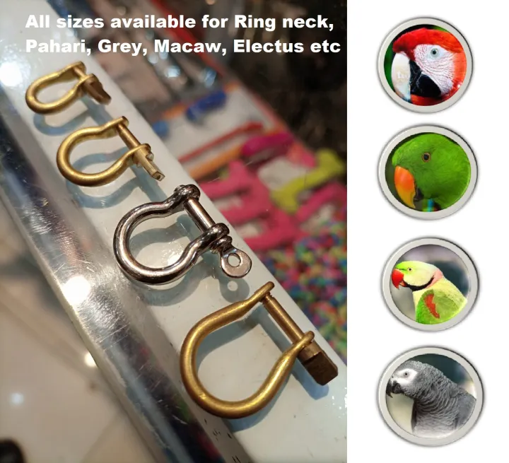 Parrot%20Leashes%20Foot%20Chain,%20Stainless%20Steel%20chain%20Anti-bite%20Flying%20Training%20Solid%20Brass%20U%20Lock%20Clasp--Brass%20Shackle%20Bird%20Harness%20for%20Parrots%20Macaw%20African%20Greys%20Parakeet%20Cockatoo%20Ring%20neck%20electus%20medium%20and%20large%20Anti-Off%20Fly%20Birds%20Flight%20Trainer%20-%20Image%205