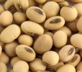 SOYA BEAN (WHITE LOBIA 500 grams in 350. 