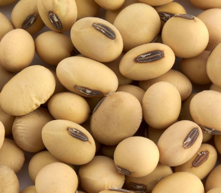SOYA%20BEAN%20(WHITE%20LOBIA%20500%20grams%20in%20350%20-%20Image%203