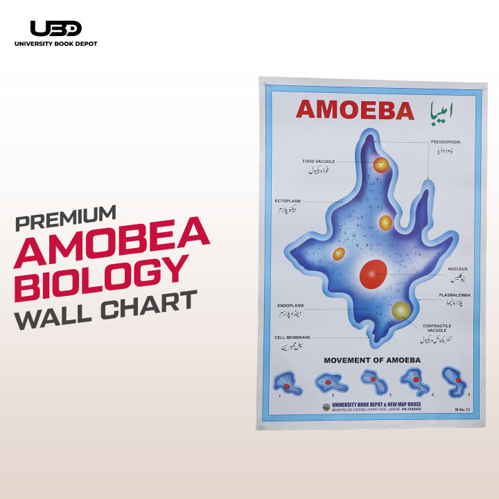 Structure and Classification Of Amoeba Wall Poster |  Unicellular Organism Amoeba Diagram Wall Chart | HD Picture presentation on 200-gram Card 20*30 inches