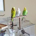 Parrot Perch,Natural Wood Parrot Stand, Bird Cage Accessories Play Stand Platform,Budgie Bird Perches Stick Grinding Chew Toys for Cockatiel,Finches. 