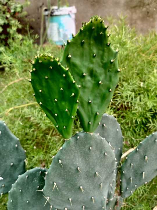 cactus and succulents real plants live plants. home gardening.rooftop garden