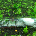 Glass 3-Hole Aquarium Pest Catcher Fish Tank Planaria Leech Worm Trap Cleaner. 