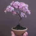 Azalea Light Purple Flowre Tree Seeds. 