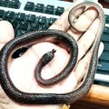 Soft Rubber Snake Toy Big 25 Inch with Free Rubber Lizard / Artificial Rubber Snake & Lizard. 