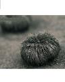Iron Powder Magnetic Sand For Arts And Science Education 70G. 