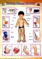 3D Literacy Picture for Baby For Study, Large Size. 