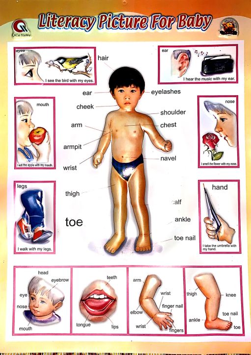 3D%20Literacy%20Picture%20for%20Baby%20For%20Study,%20Large%20Size%20-%20Image%202