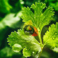 Coriander Powder / Dhania Powder / Dania Powder / Dry Coriander Powder 480g. 