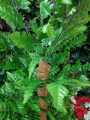 Artificial Flowers & leafs Plant big size 7 foot. 