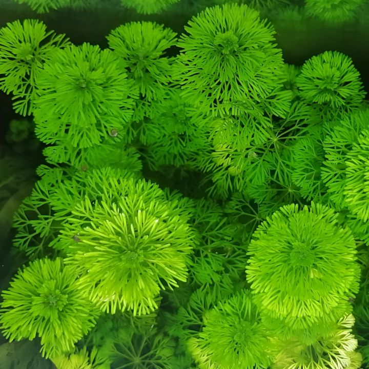 Aqua%20Plant%20World%20-%20limnophila%20sessiliflora%20(Ambulia)%20-%20Live%20Aquatic%20Fast%20Growing%20Plant%20-%204%20Stems%20-%20Image%205