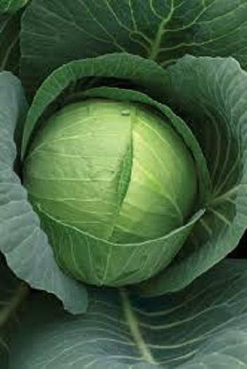 Cabbage Seeds SAKATA (10 Gram)