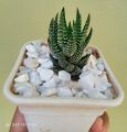 Haworthia African pearls live Plant with Pot & Free stones.. 