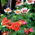 Gul e Dawoodi Chrysanthemum (Mum) Flower Seeds - Mixed Colours. 
