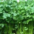 F1 Hybrid Coriander Seeds / Dhania Kitchen Garden Vegetable Seeds. 