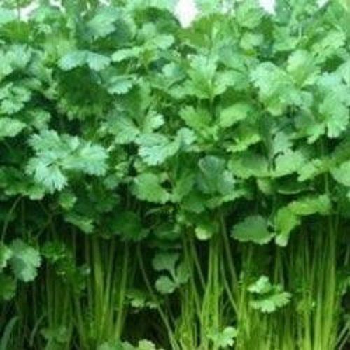 100+%20F1%20Hybrid%20Coriander%20Seeds%20/%20Dhania%20Kitchen%20Garden%20Vegetable%20Seeds%20-%20Image%204
